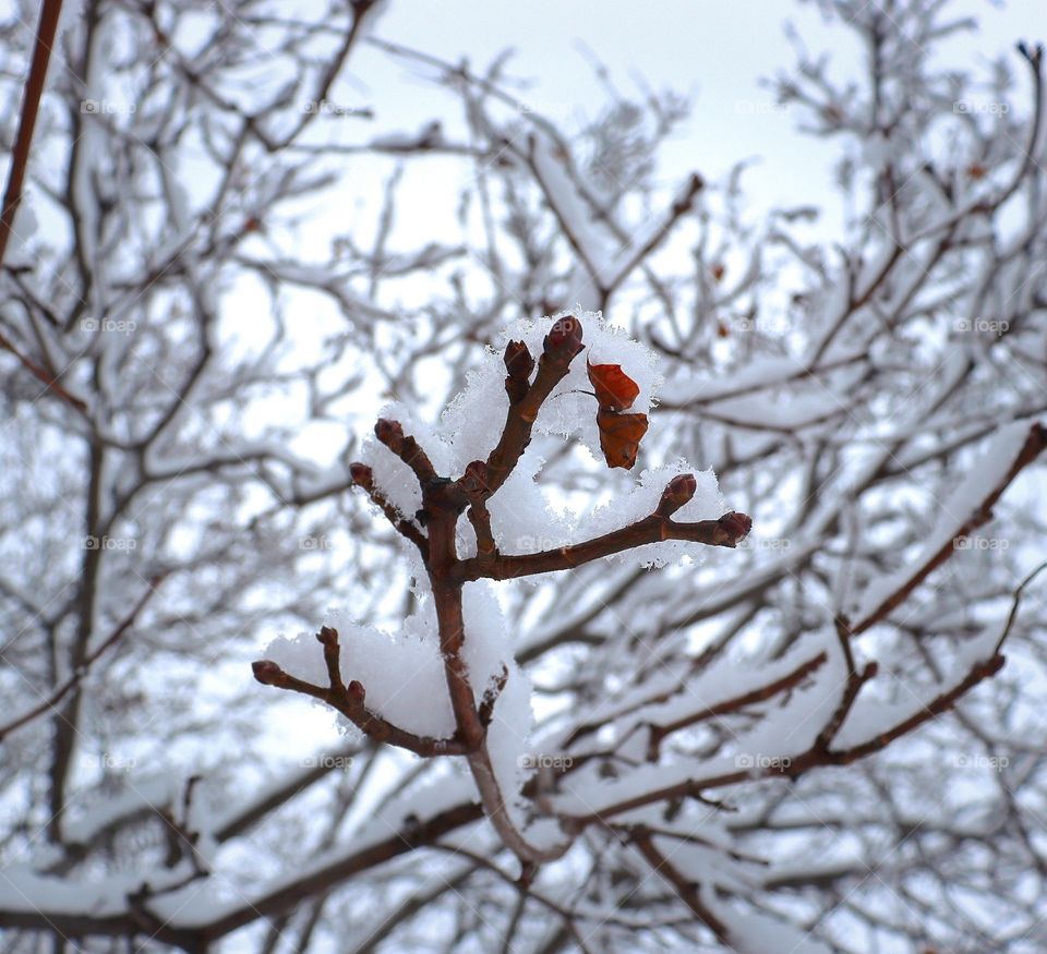 Frosty Snow Days ❄📷
CloseUp Of A Cold Nature ☃️