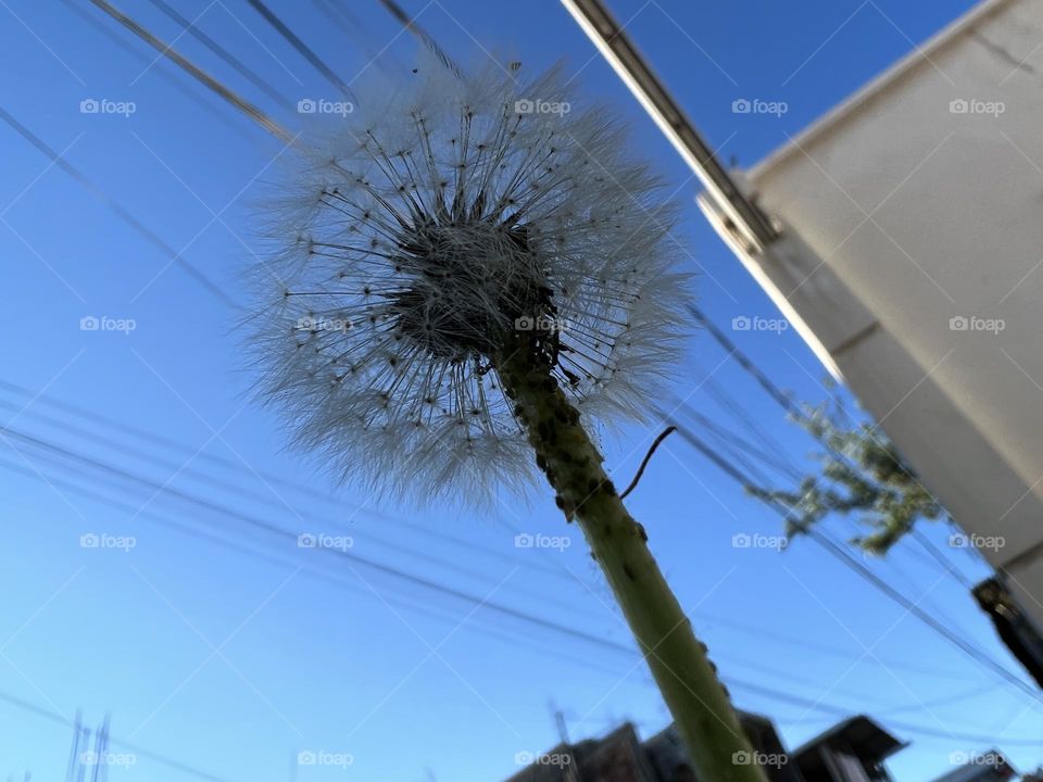 Dandelion