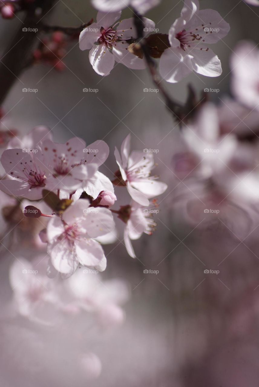 Cherry blossom 