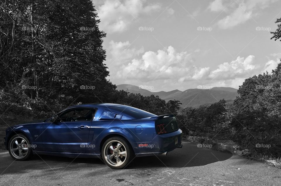 Mustang in the Mountains