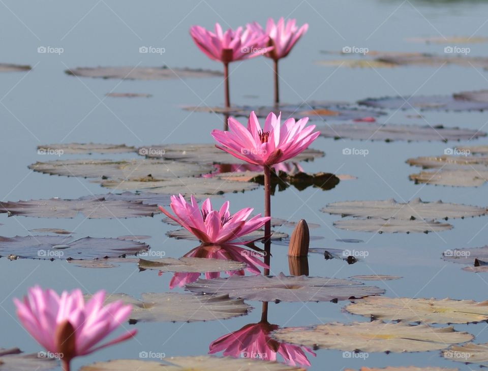 lotus Reflection