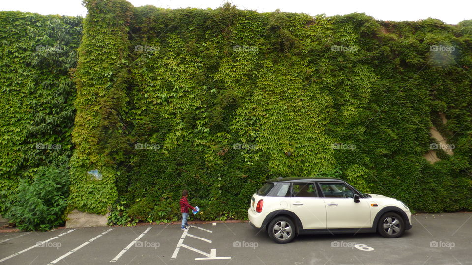wall made of plant
