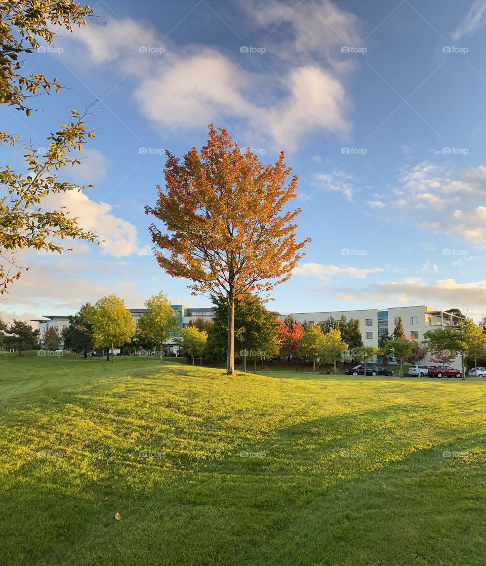 Stunning autumn setting at evening in Fota Island near Cork, beginning of October.