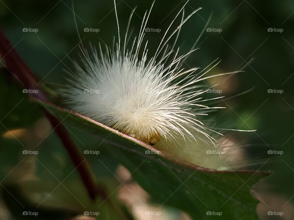 Morning sunlight  illuminating an intriguing white hairy caterpillar in the garden.