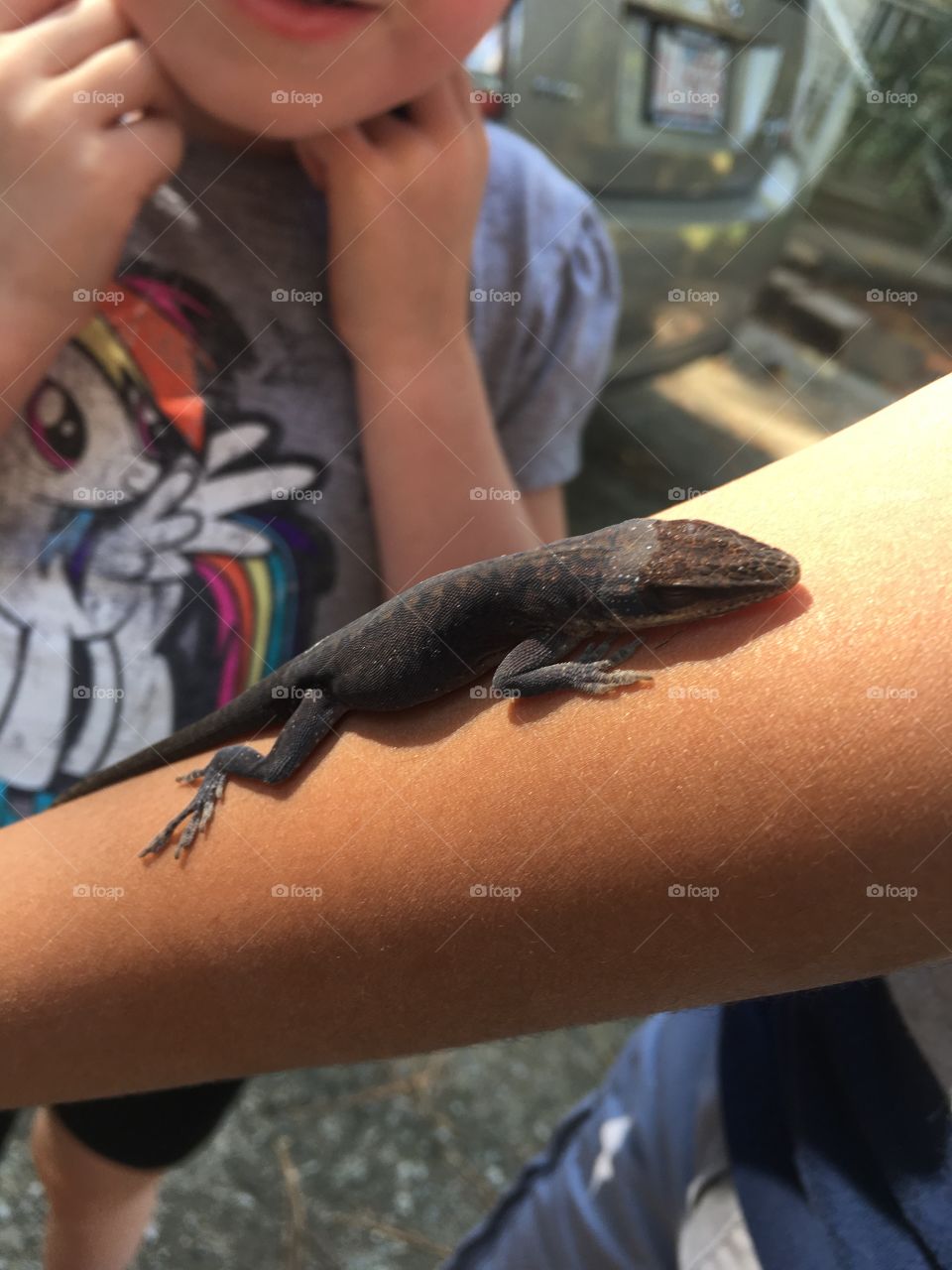 Carolina anole