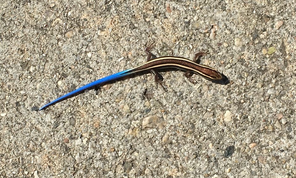 Blue-tailed skink