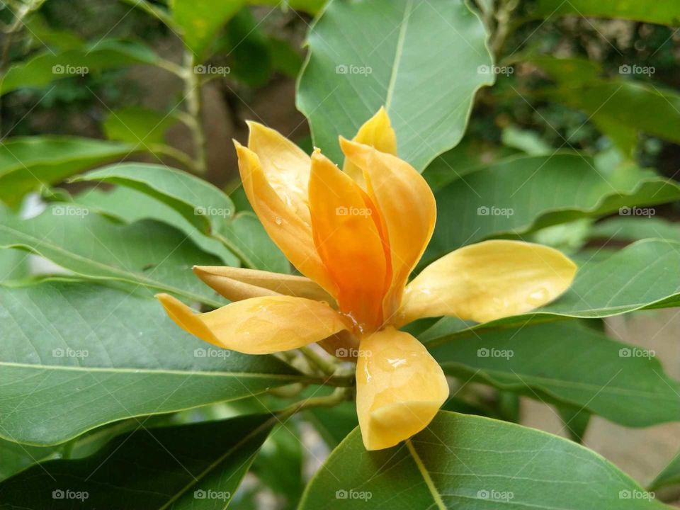 Manoranjitham Flower