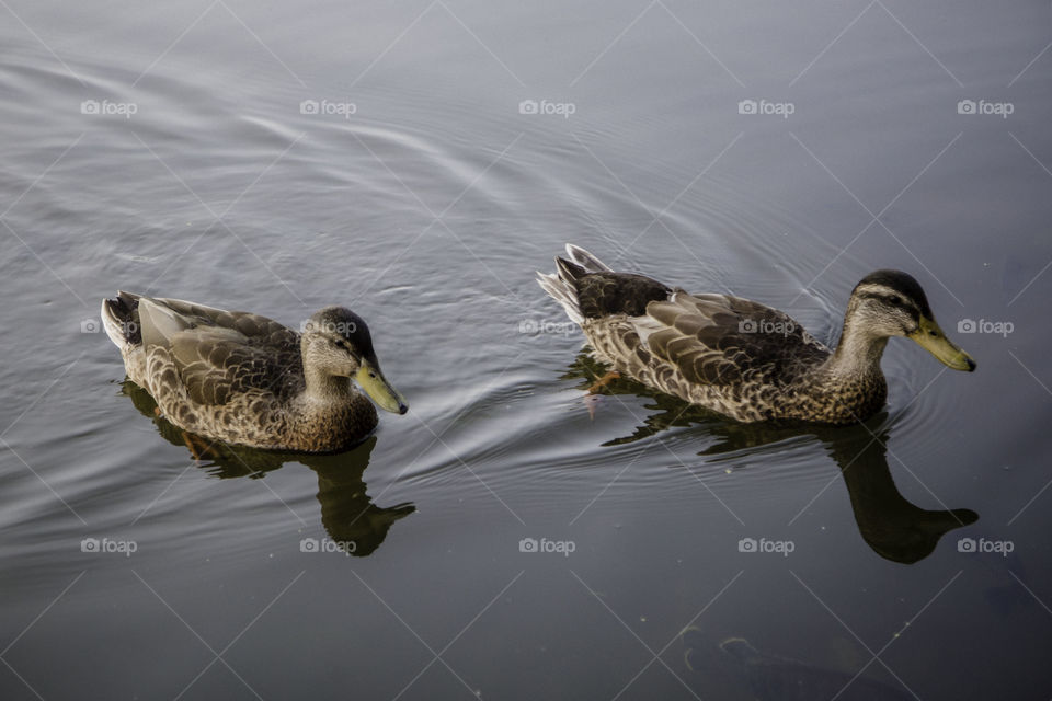 Close-up of ducks swimming in lake