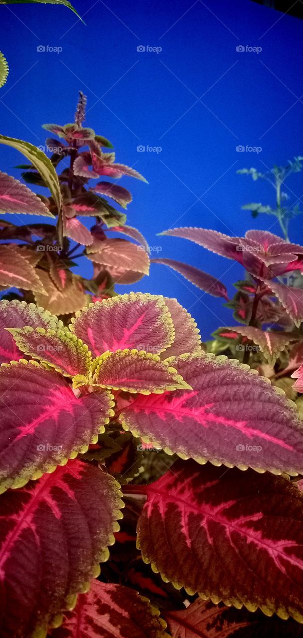 Coleus is a genus of annual or perennial herbaceous or shrubs, sometimes succulent, sometimes with fleshy or tuberous rootstocks, found in the tropics and subtropics of the Old World. Relationship between the genera Coleus