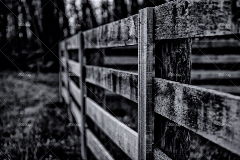 wood grass fence trees by ianrothstudios