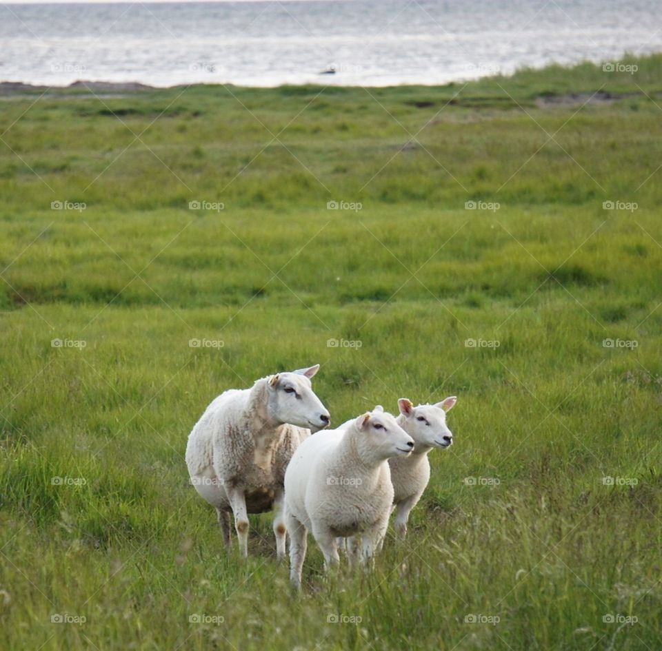 Sheep roaming free