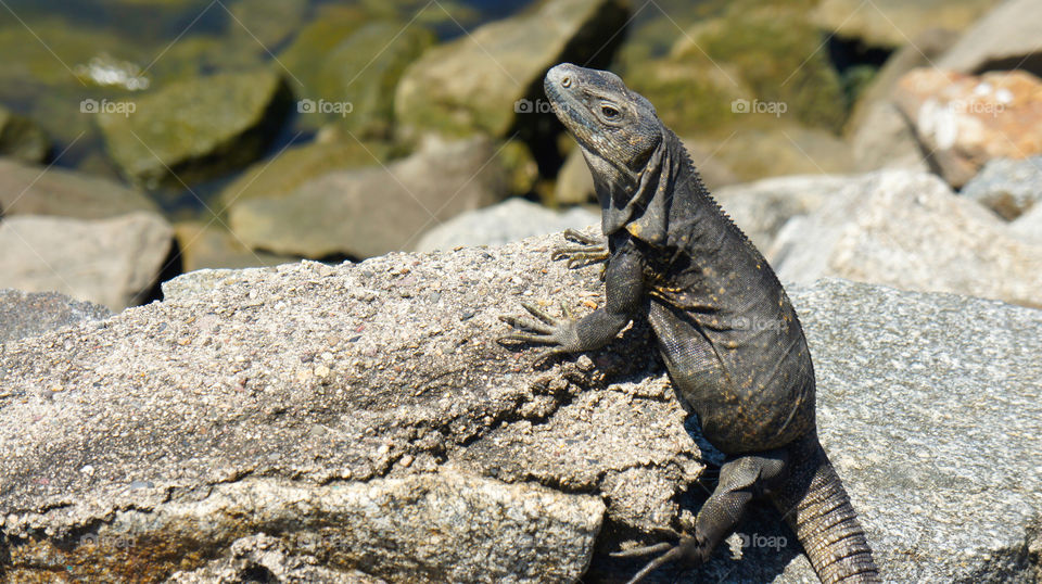 nature closeup outdoor animal by kbuntu