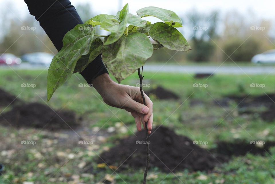 a man planting trees, new seedlings in the country, in a country place