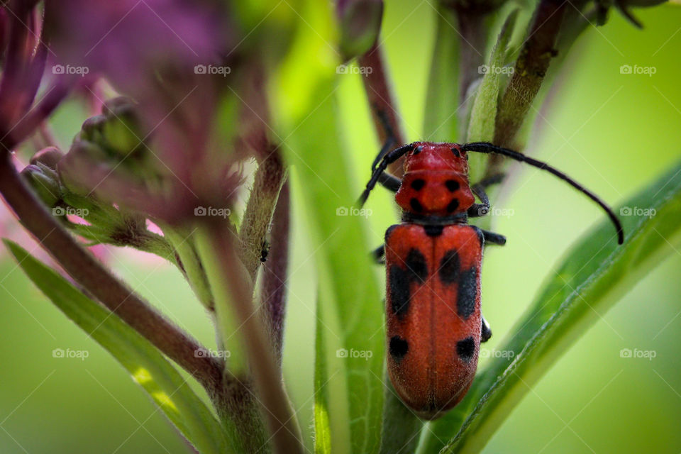 Funny beetle on a flower