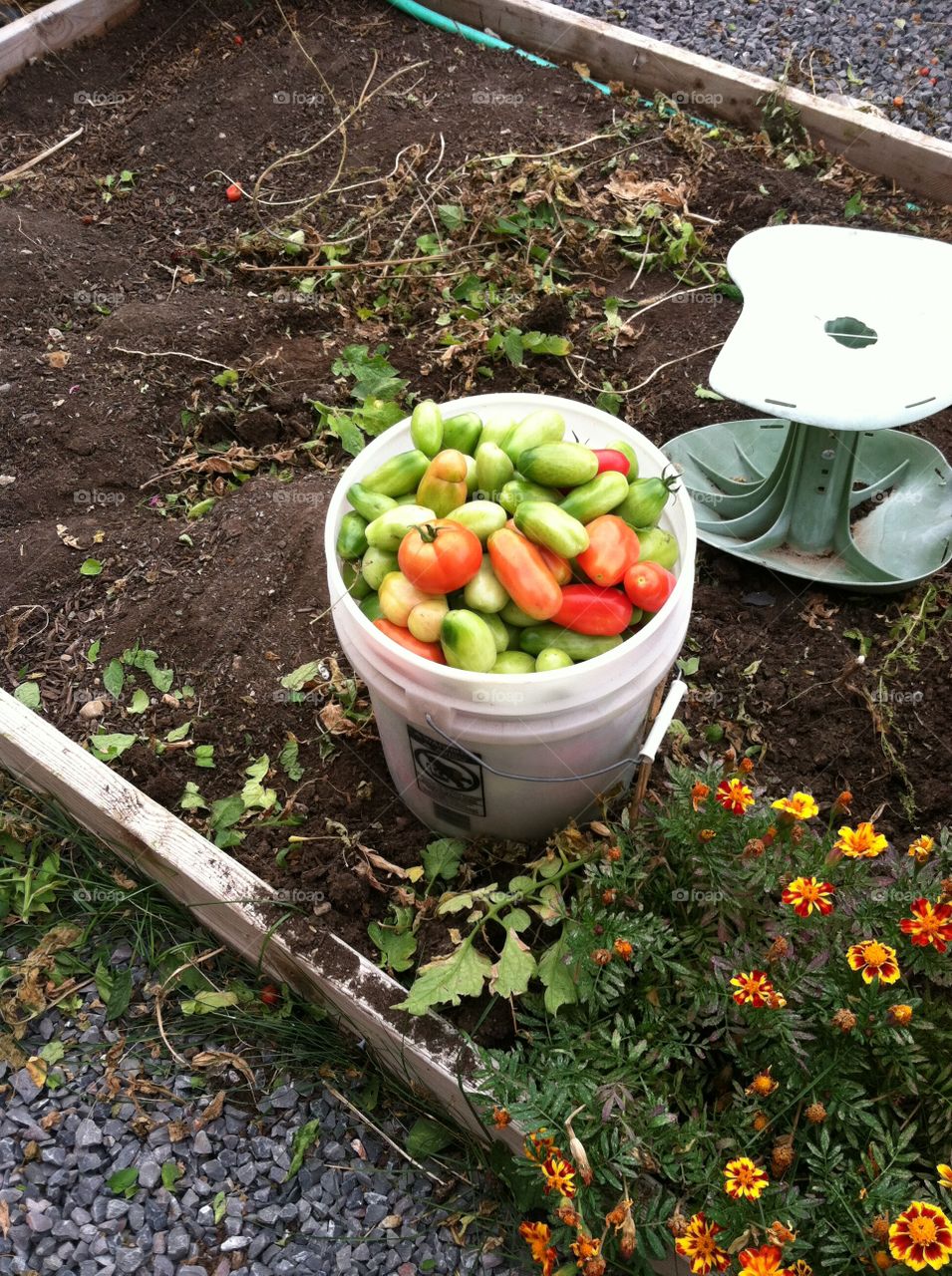 A Bucket of Green Tomatoes 