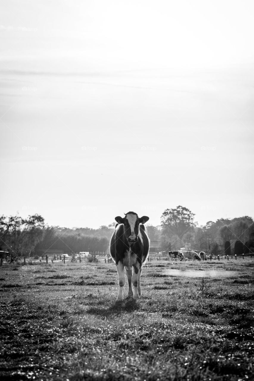 A black and white portrait of a lonely cow in a grass field. the sunlight creates a Nice aura around the animal.