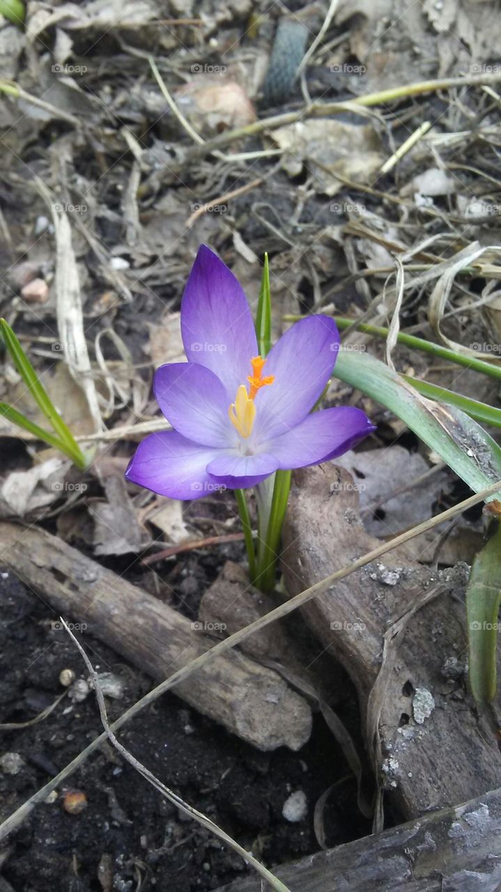 Lavender Crocus