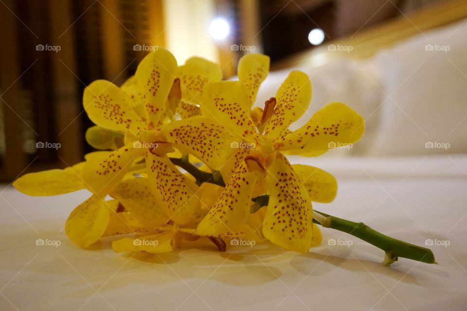 Yellow Orchid in bed