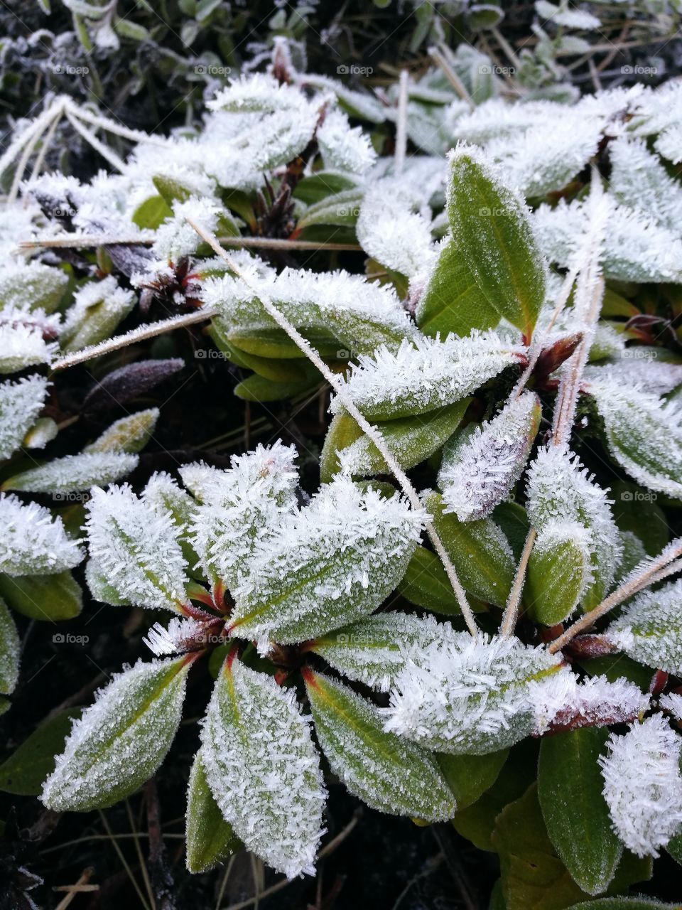 Frost on leaves