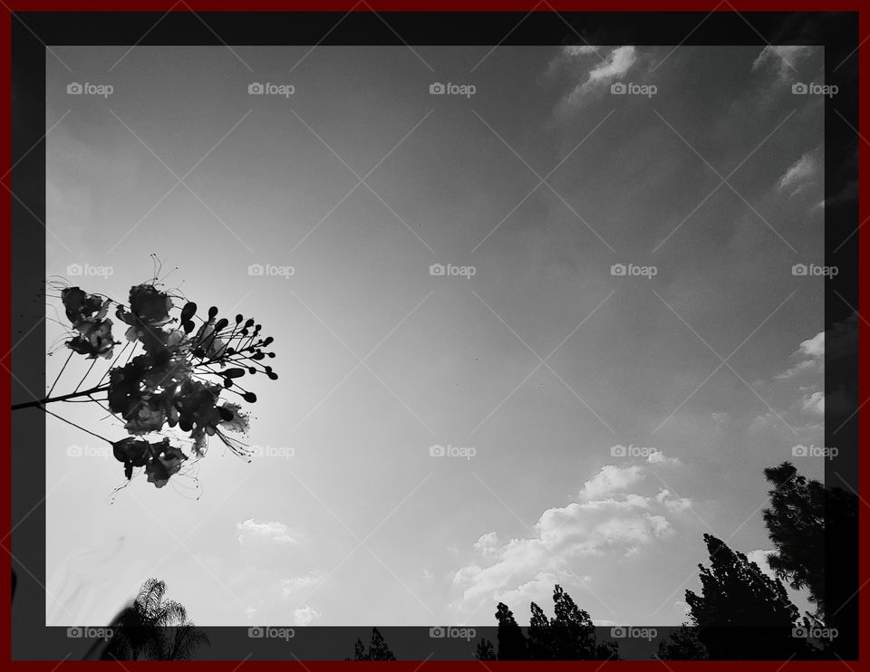 A Pride of Barbados Flower Also Known As A Peacock Flower Backlit By The Sun Points Toward The Fluffy Clouds Of Heaven. Black And White Photo With A Black And Red Border And Selective Focus.