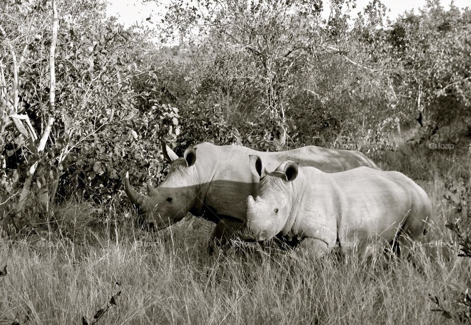 Mother rhinoceros and her baby