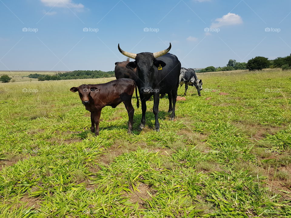 Nguni Cows