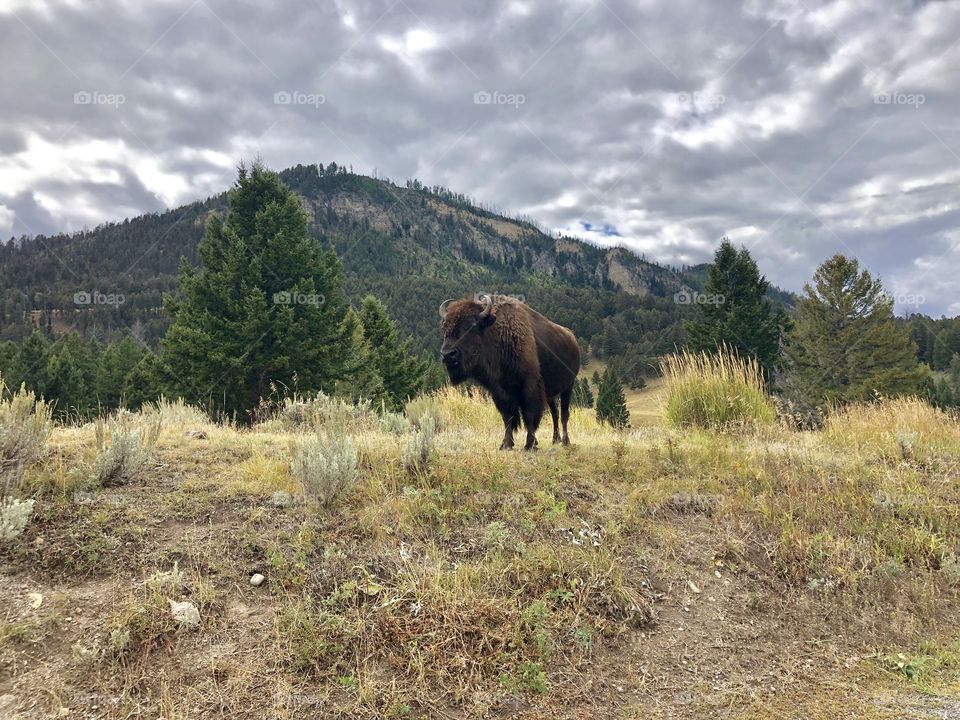 Wyoming Buffalo