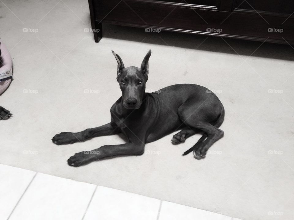 Regal,queen ,beautiful 