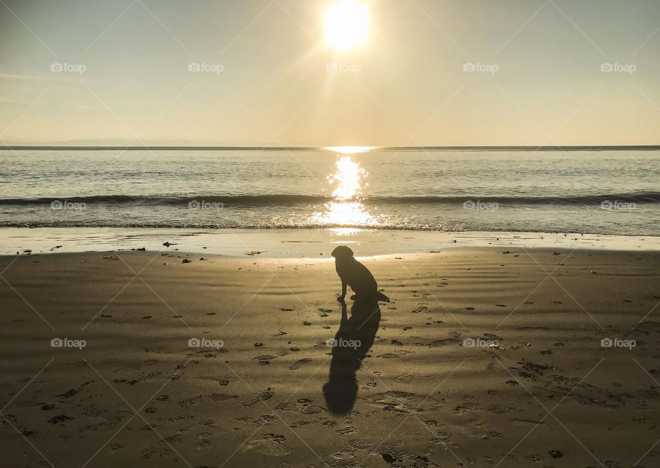 Lone dog and shadow on beach at sunset