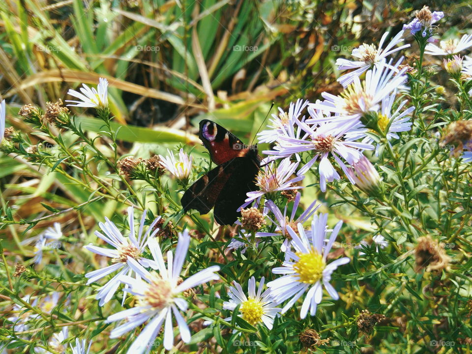 butterfly on wildflowers on a background of green grass