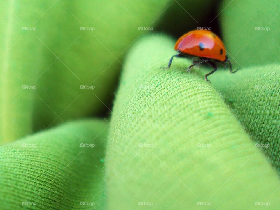 Ladybug