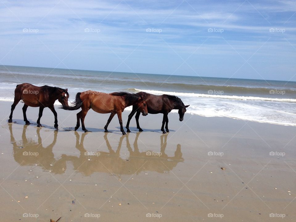 wild horses on the beach. wild horses on the beach at the Outer Banks