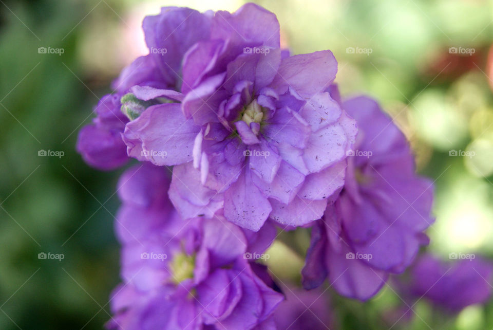 Close-up of purple flowers