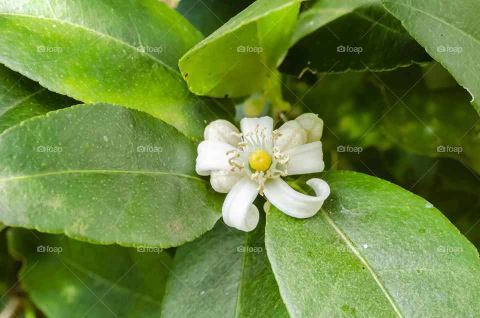 The blossom Of A Key Lime Plant