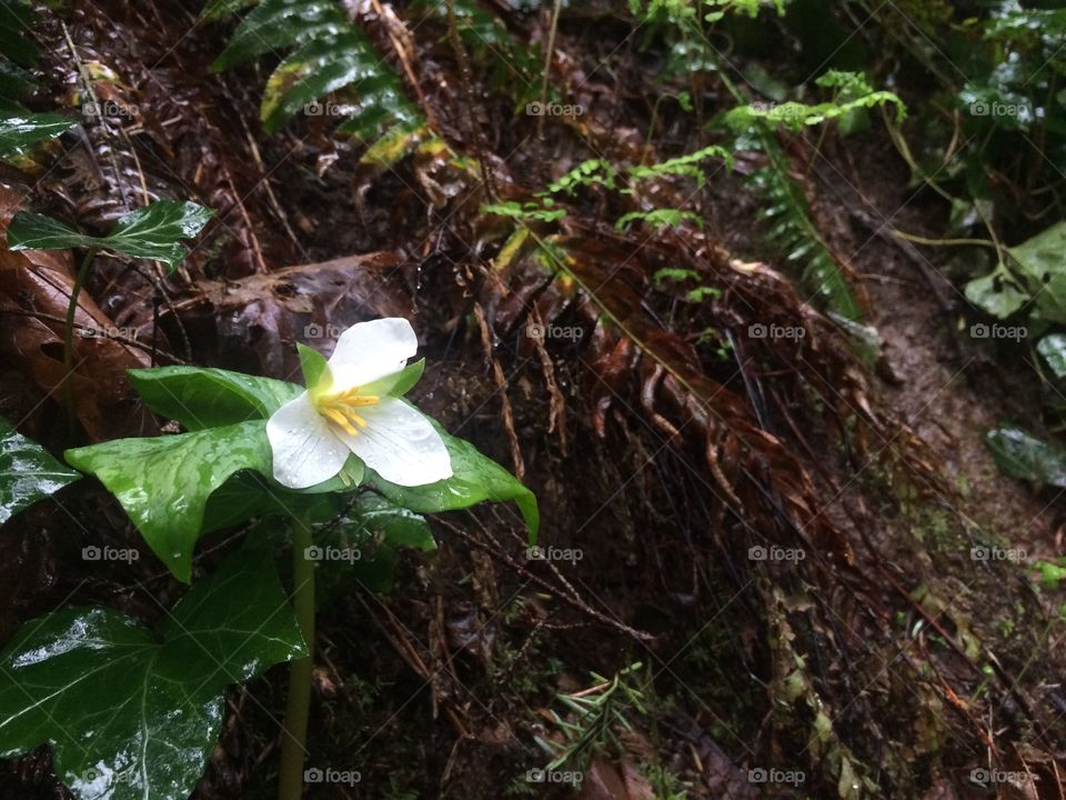 Flower along a hike in Oregon. The rain made this photo seem relaxing. 