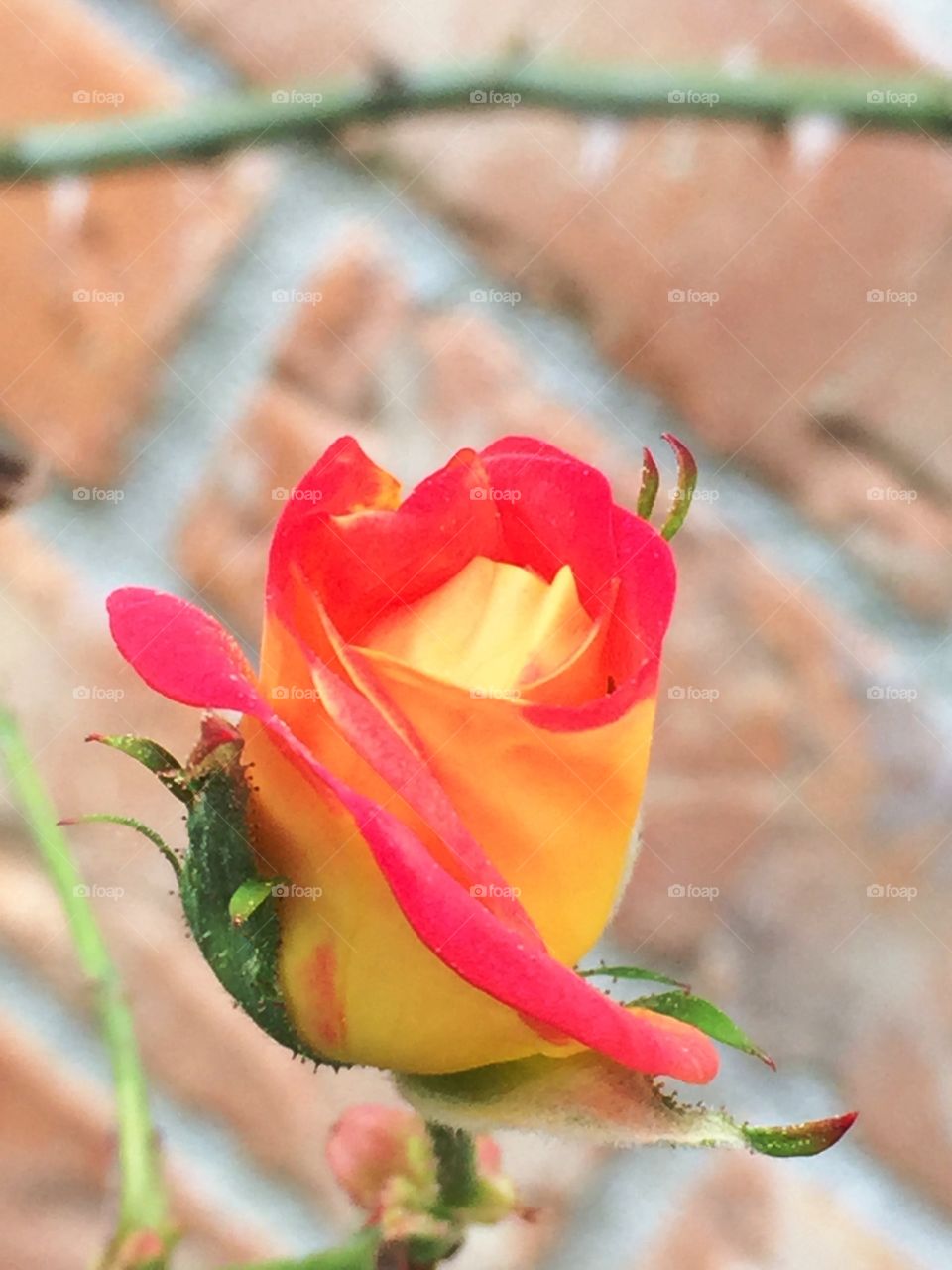 Orange and yellow rose bud in the garden 