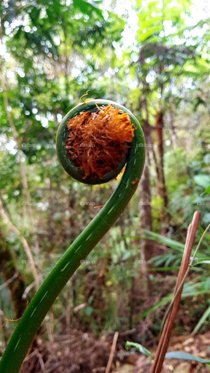 sprout of a fern