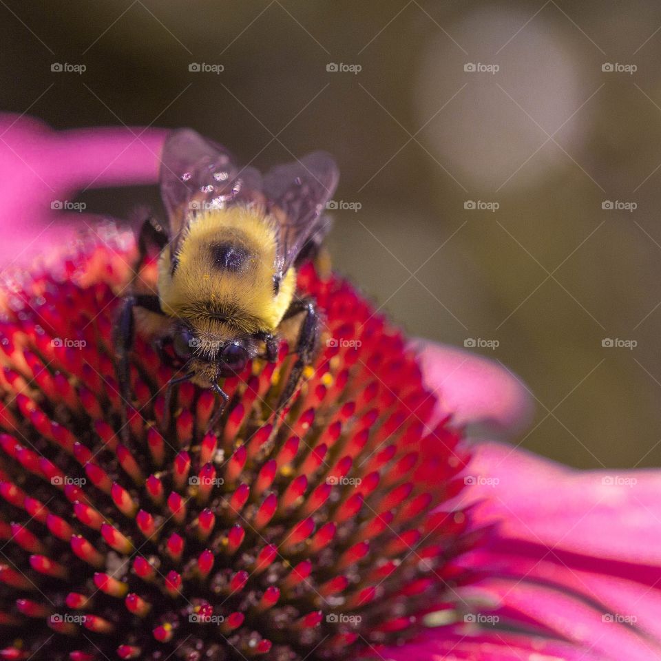 bee's life. Taken in my garden