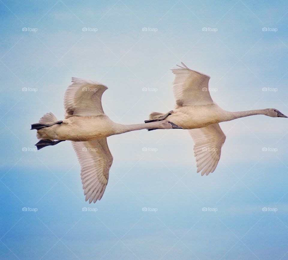 Trumpeter swans in flight