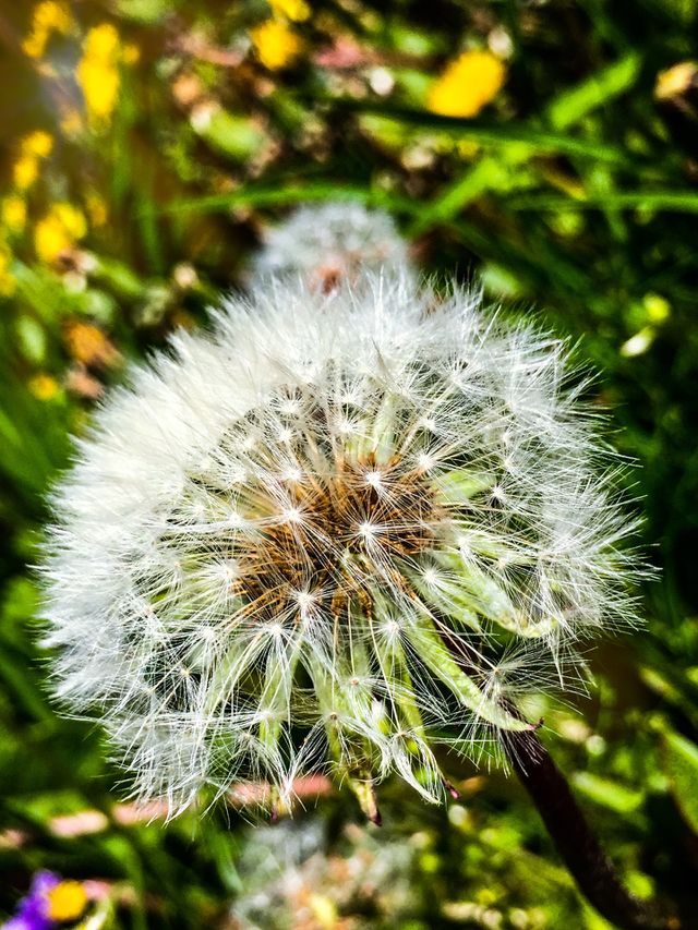 Potential Dreams 