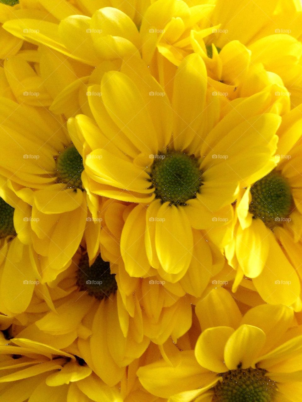 Yellow daisy