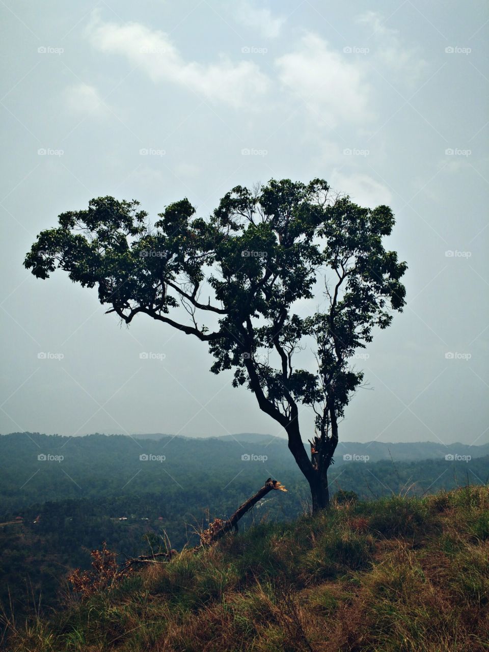 tree on hill top