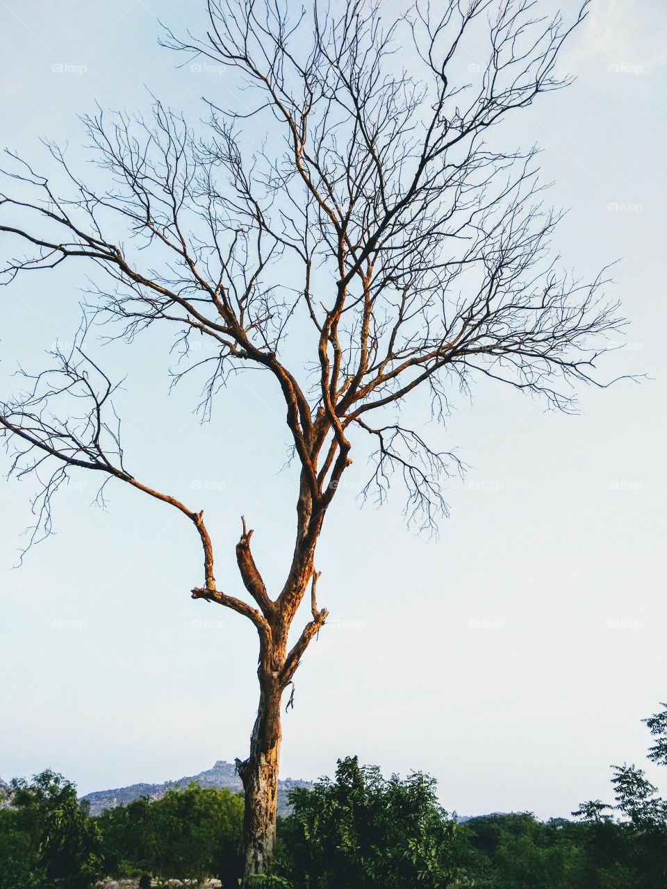 The lone tree