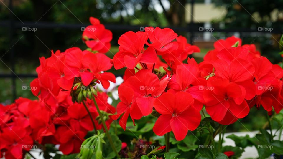wonderful ... image🖼️
   Beautiful Flower🌼 Leaf🍁