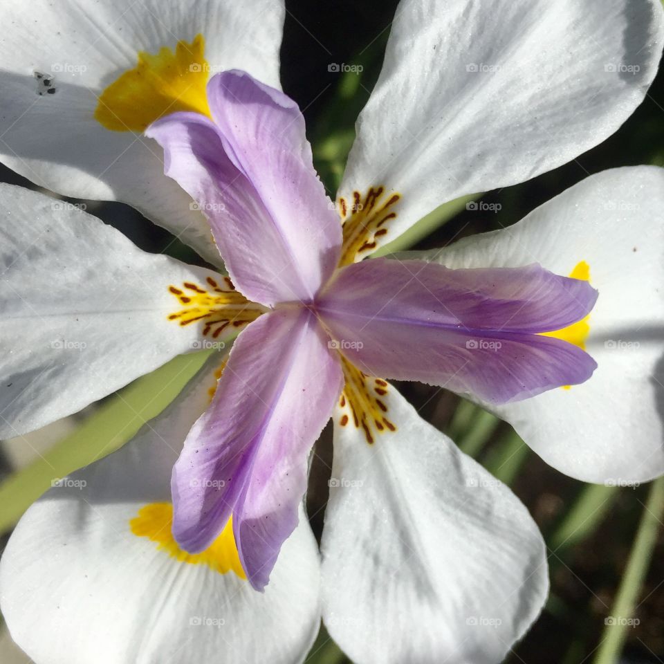 Iris. Close up 