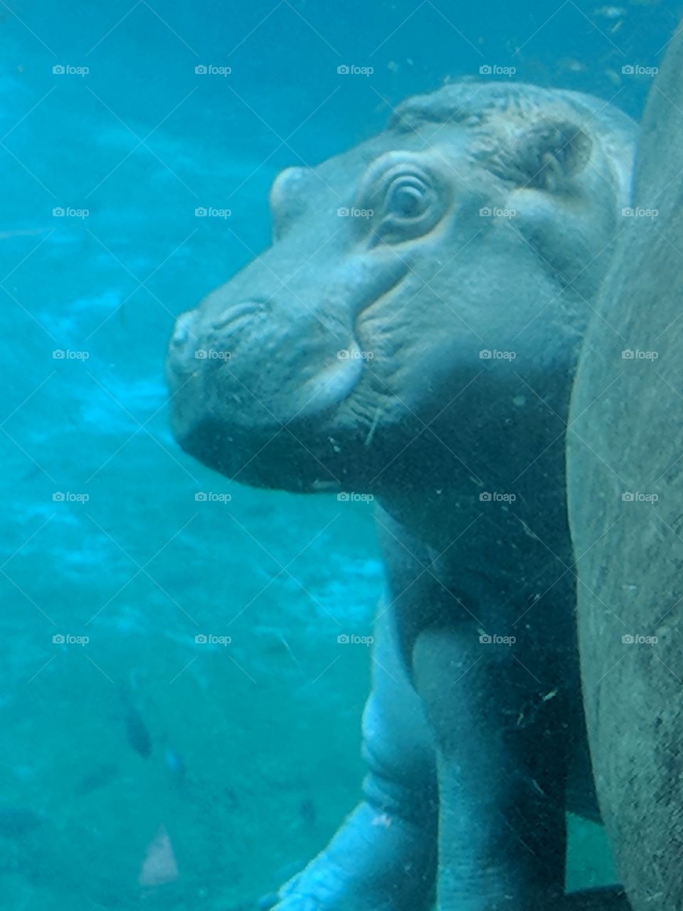 Justin, the baby hippo, at the San Diego Zoo.