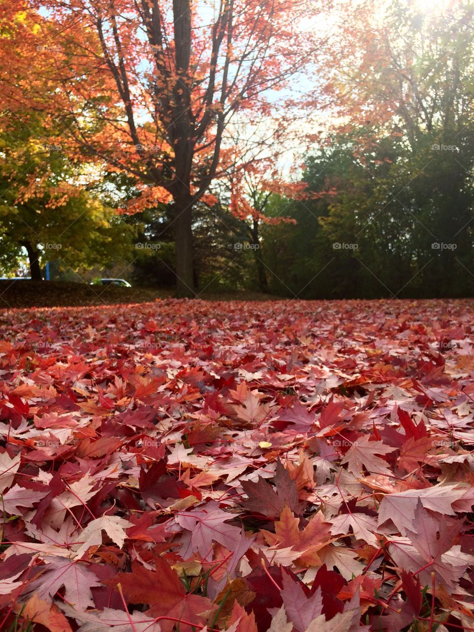 Beautiful Autumn Toronto 