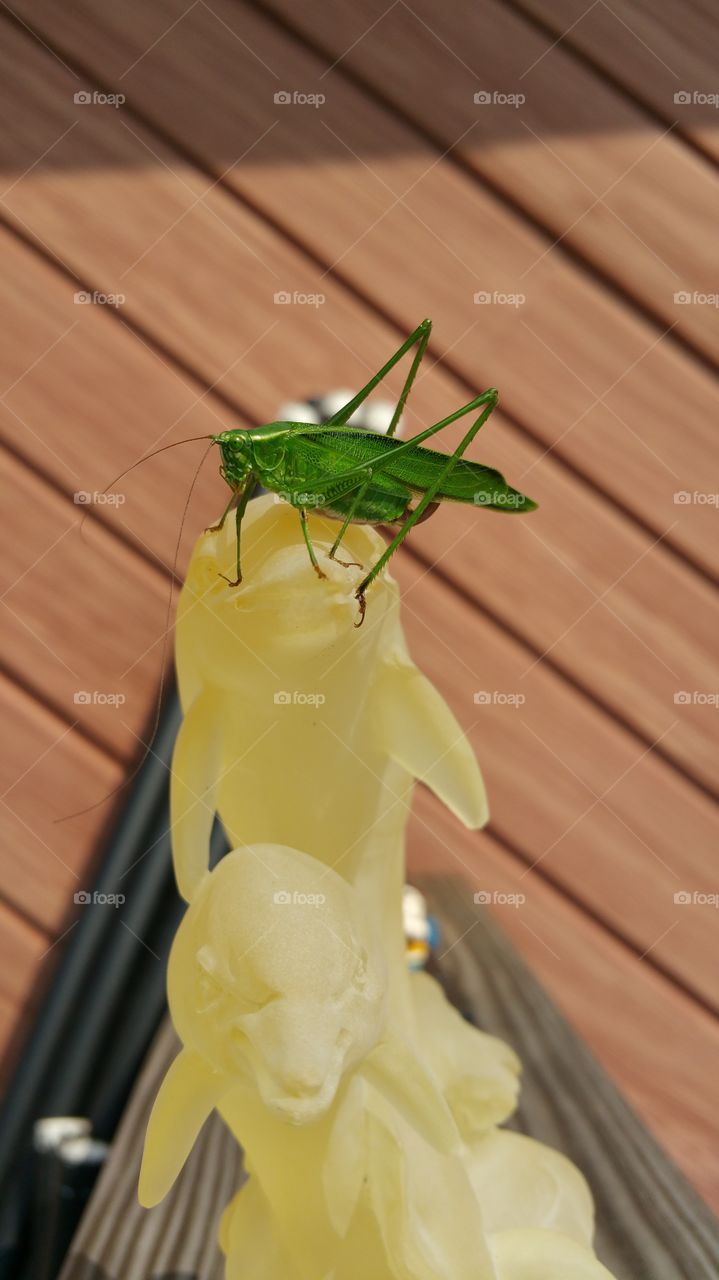 Grasshopper Hangout