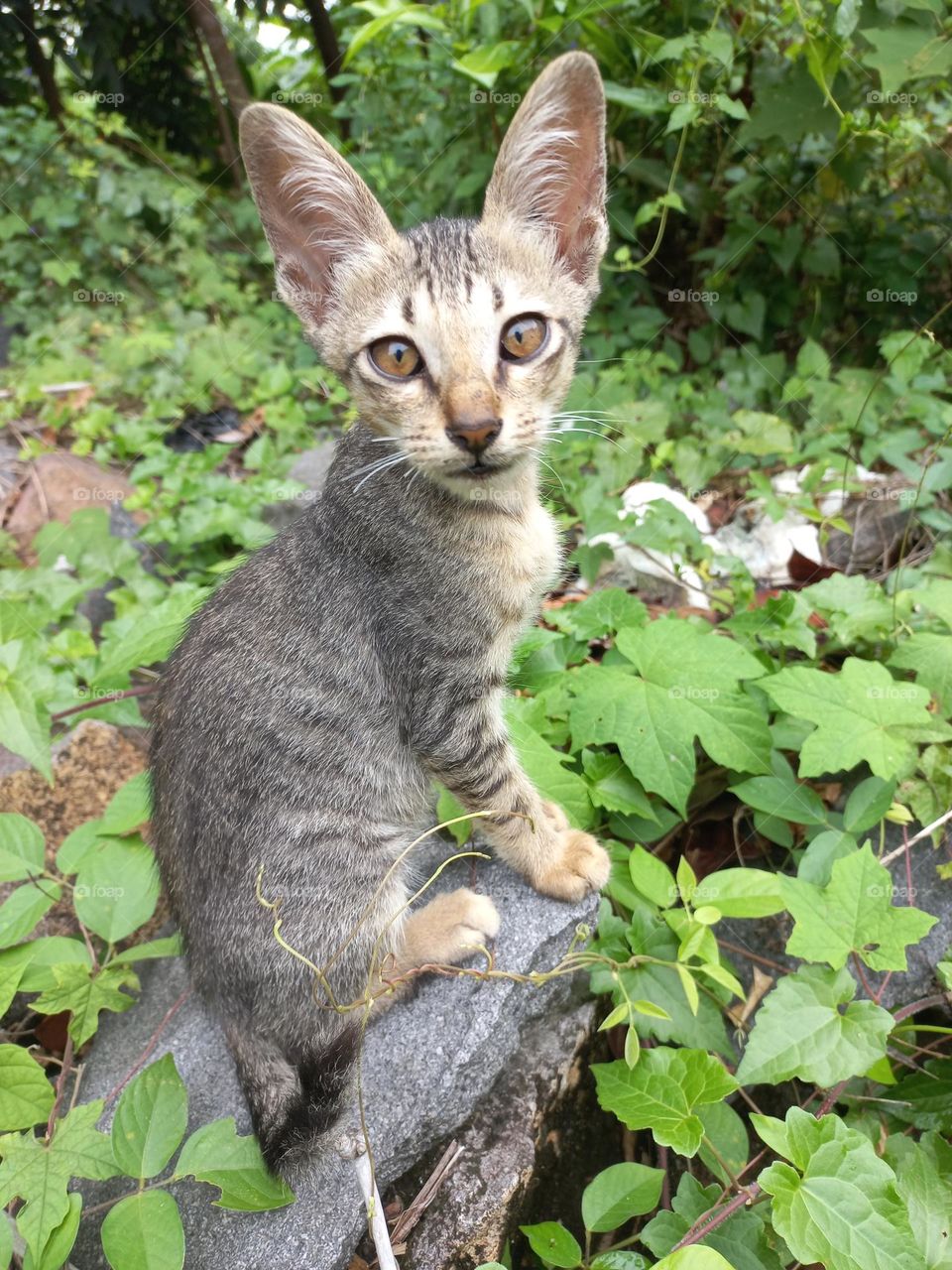 The cute kitten is in the grass garden