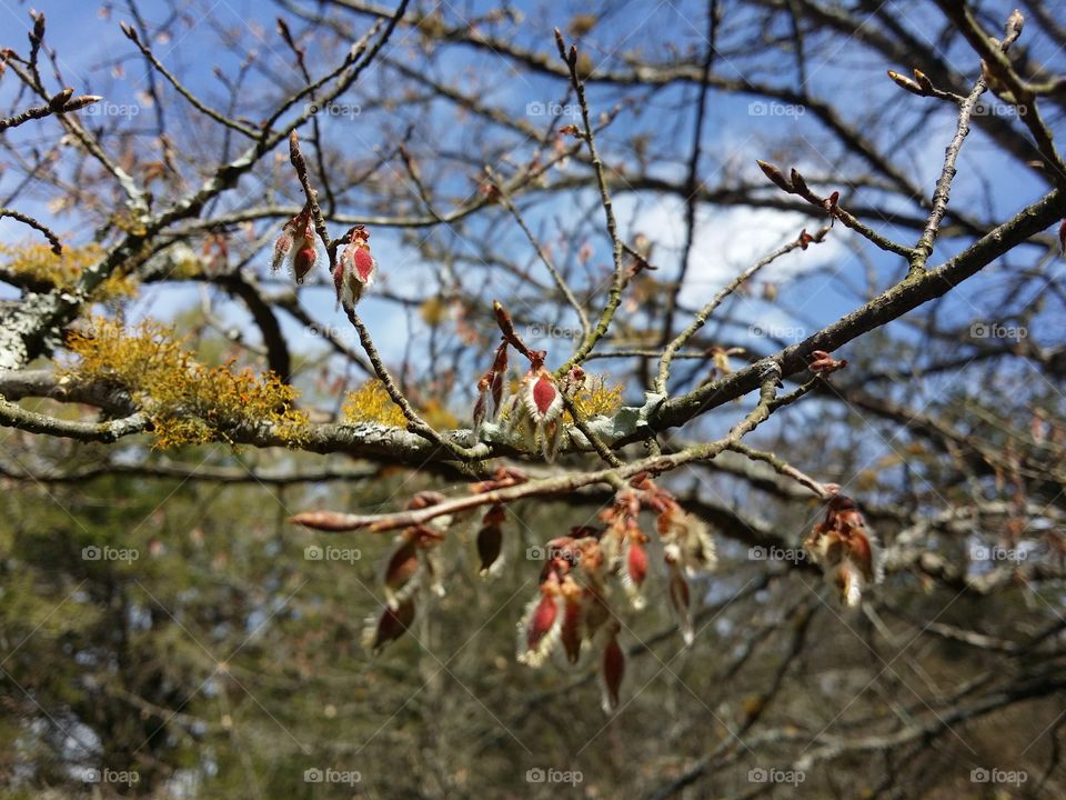 Winged Elm in Early Spring